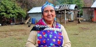 Alto Biobío es reconocida como nuevo sitio del Patrimonio Agrícola Mundial por parte de la FAO Alto Biobío es reconocida como nuevo sitio del Patrimonio Agrícola Mundial por parte de la FAO