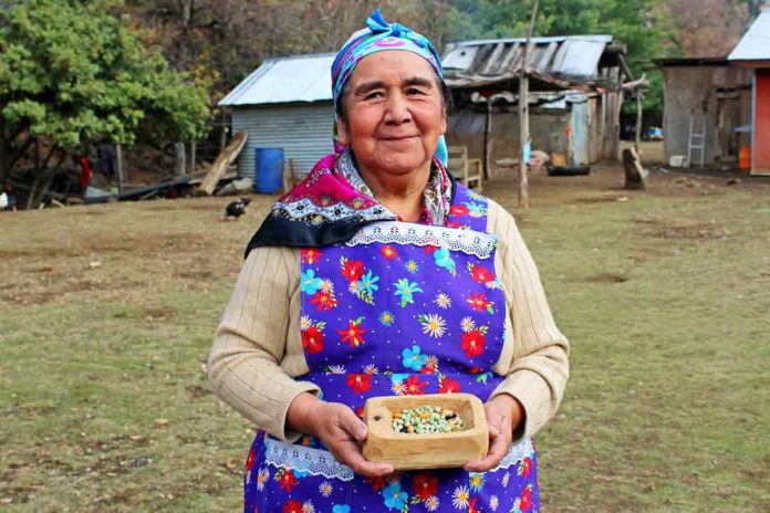 Alto Biobío es reconocida como nuevo sitio del Patrimonio Agrícola Mundial por parte de la FAO Alto Biobío es reconocida como nuevo sitio del Patrimonio Agrícola Mundial por parte de la FAO
