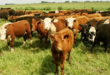 Argentina | SENASA endurece controles y exige 100% de eficacia a los antisárnicos bovinos Argentina | SENASA endurece controles y exige 100% de eficacia a los antisárnicos bovinos