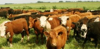 Argentina | SENASA endurece controles y exige 100% de eficacia a los antisárnicos bovinos Argentina | SENASA endurece controles y exige 100% de eficacia a los antisárnicos bovinos