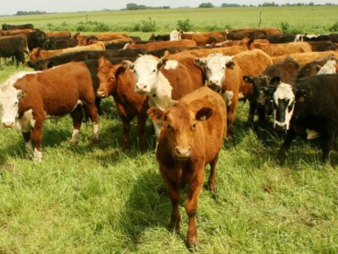 Argentina SENASA endurece controles y exige 100% de eficacia a los antisárnicos bovinos Argentina | SENASA endurece controles y exige 100% de eficacia a los antisárnicos bovinos