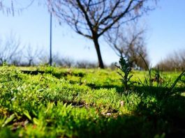 Avellano europeo Investigación busca mejorar la calidad del suelo y reducir emisiones de gases por efecto invernadero mediante cultivos de cobertura