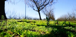 Avellano europeo Investigación busca mejorar la calidad del suelo y reducir emisiones de gases por efecto invernadero mediante cultivos de cobertura