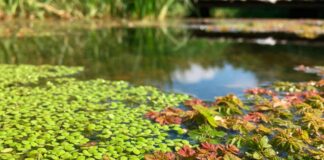 Azolem Bioestimulante agrícola: Ingeniería Biológica en base a Lenteja y Helecho de Agua