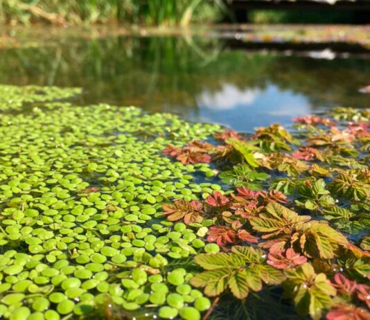 Azolem Bioestimulante agrícola: Ingeniería Biológica en base a Lenteja y Helecho de Agua