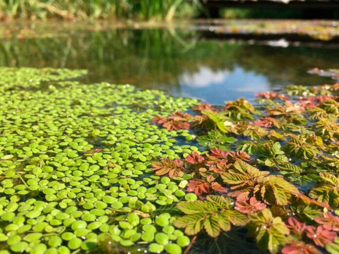 Azolem Bioestimulante agrícola: Ingeniería Biológica en base a Lenteja y Helecho de Agua Azolem Bioestimulante agrícola: Ingeniería Biológica en base a Lenteja y Helecho de Agua