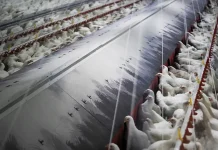 Bruselas actualiza las medidas frente a la gripe aviar tras detectar 96 brotes más