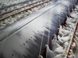 Bruselas actualiza las medidas frente a la gripe aviar tras detectar 96 brotes más