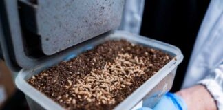 ByBug: la startup que utiliza insectos para el tratamiento de residuos orgánicos y la prevención de enfermedades en la industria animal ByBug: la startup que utiliza insectos para el tratamiento de residuos orgánicos y la prevención de enfermedades en la industria animal