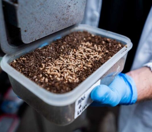 ByBug: la startup que utiliza insectos para el tratamiento de residuos orgánicos y la prevención de enfermedades en la industria animal ByBug: la startup que utiliza insectos para el tratamiento de residuos orgánicos y la prevención de enfermedades en la industria animal