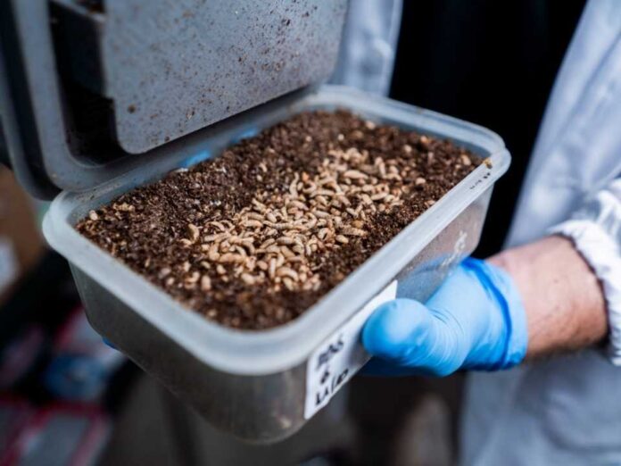 ByBug la startup que utiliza insectos para el tratamiento de residuos orgánicos y la prevención de enfermedades en la industria animal ByBug: la startup que utiliza insectos para el tratamiento de residuos orgánicos y la prevención de enfermedades en la industria animal