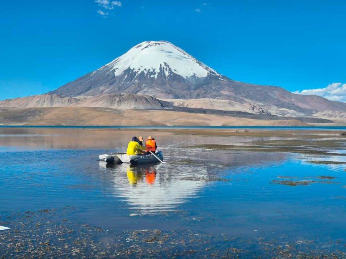 CONAF aceleró limpieza del Lago Chungará con apoyo de dos embarcaciones y contratación de empresa para extracción de aceite de soya
