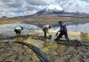 CONAF cierra indefinidamente sector Chungará del Parque Nacional Lauca por emergencia ambiental
