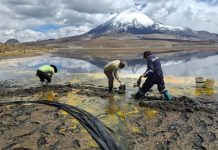 CONAF cierra indefinidamente sector Chungará del Parque Nacional Lauca por emergencia ambiental