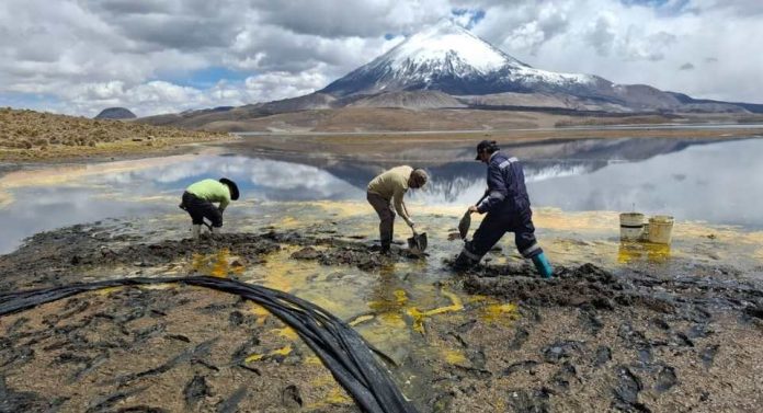 CONAF cierra indefinidamente sector Chungará del Parque Nacional Lauca por emergencia ambiental
