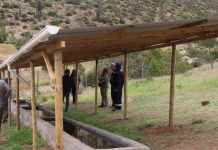 CONAF fortalece la ganadería en la comuna de Canela a través del Programa de Emergencia de Empleo