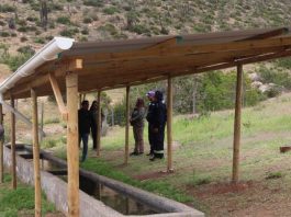 CONAF fortalece la ganadería en la comuna de Canela a través del Programa de Emergencia de Empleo