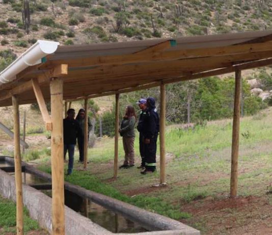 CONAF fortalece la ganadería en la comuna de Canela a través del Programa de Emergencia de Empleo