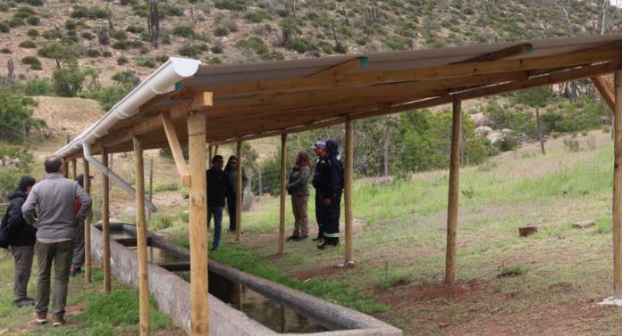 CONAF fortalece la ganadería en la comuna de Canela a través del Programa de Emergencia de Empleo