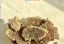 Arica: SAG detecta presencia de huevos de la plaga Thyrinteina arnobia en buque proveniente de Ecuador