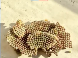 Arica: SAG detecta presencia de huevos de la plaga Thyrinteina arnobia en buque proveniente de Ecuador Arica: SAG detecta presencia de huevos de la plaga Thyrinteina arnobia en buque proveniente de Ecuador