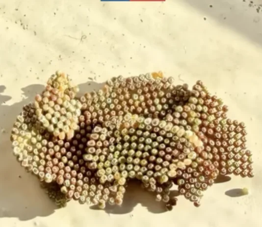 Arica: SAG detecta presencia de huevos de la plaga Thyrinteina arnobia en buque proveniente de Ecuador