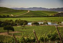 Casas del Bosque destaca dentro de los 50 mejores viñedos para visitar en el mundo por séptimo año consecutivo