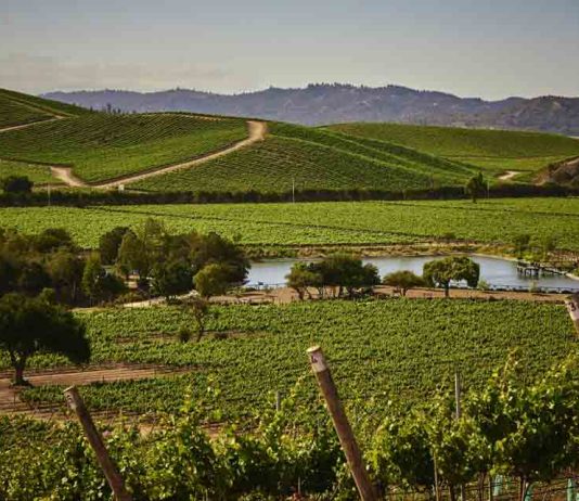 Casas del Bosque destaca dentro de los 50 mejores viñedos para visitar en el mundo por séptimo año consecutivo Casas del Bosque destaca dentro de los 50 mejores viñedos para visitar en el mundo por séptimo año consecutivo