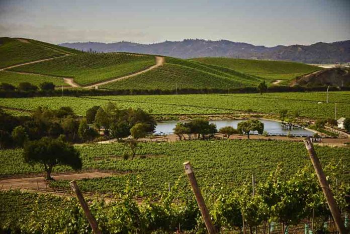 Casas del Bosque destaca dentro de los 50 mejores viñedos para visitar en el mundo por séptimo año consecutivo