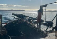 Castro será sede del Décimo Seminario de Investigación e Innovación Aplicada a la Mitilicultura (SIIAM 2025) Castro será sede del Décimo Seminario de Investigación e Innovación Aplicada a la Mitilicultura (SIIAM 2025)