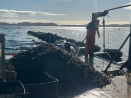 Castro será sede del Décimo Seminario de Investigación e Innovación Aplicada a la Mitilicultura (SIIAM 2025) Castro será sede del Décimo Seminario de Investigación e Innovación Aplicada a la Mitilicultura (SIIAM 2025)