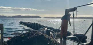 Castro será sede del Décimo  Seminario de Investigación e Innovación Aplicada a la Mitilicultura (SIIAM 2025)