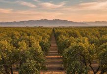 Chihuahua impulsa la agricultura sostenible con innovación