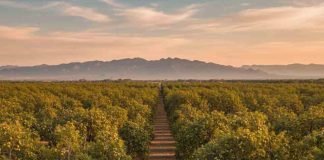 Chihuahua impulsa la agricultura sostenible con innovación