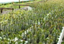 Chile refuerza su liderazgo forestal en manejo sustentable de bosque nativo Chile refuerza su liderazgo forestal en manejo sustentable de bosque nativo