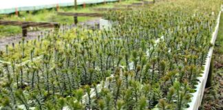 Chile refuerza su liderazgo forestal en manejo sustentable de bosque nativo
