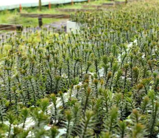 Chile refuerza su liderazgo forestal en manejo sustentable de bosque nativo Chile refuerza su liderazgo forestal en manejo sustentable de bosque nativo