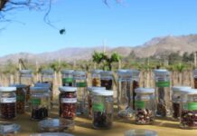 Chile resguarda su biodiversidad agrícola desde el corazón del Valle de Elqui