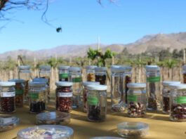 Chile resguarda su biodiversidad agrícola desde el corazón del Valle de Elqui Chile resguarda su biodiversidad agrícola desde el corazón del Valle de Elqui