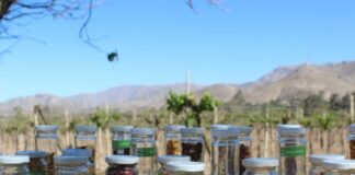 Chile resguarda su biodiversidad agrícola desde el corazón del Valle de Elqui