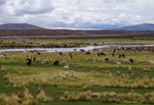 Chile se adjudica dos nuevos Sitios SIPAM reconocidos por la FAO