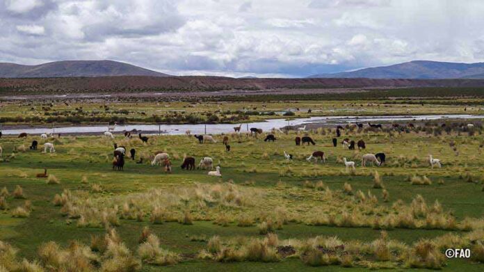 Chile se adjudica dos nuevos Sitios SIPAM reconocidos por la FAO
