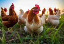 Chile se adjudica proyecto APEC sobre zonificación en sanidad animal para fortalecer el comercio y la seguridad alimentaria en la región Asia-Pacífico Chile se adjudica proyecto APEC sobre zonificación en sanidad animal para fortalecer el comercio y la seguridad alimentaria en la región Asia-Pacífico