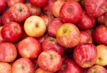 Chile y Brasil ponen en marcha la certificación electrónica para la exportación e importación de productos agrícolas y forestales