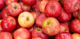 Chile y Brasil ponen en marcha la certificación electrónica para la exportación e importación de productos agrícolas y forestales Chile y Brasil ponen en marcha la certificación electrónica para la exportación e importación de productos agrícolas y forestales