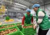 China | Agricultura inteligente impulsa actualización industrial del kiwi en China