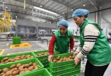 China | Agricultura inteligente impulsa actualización industrial del kiwi en China
