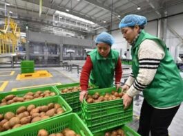 China | Agricultura inteligente impulsa actualización industrial del kiwi en China China | Agricultura inteligente impulsa actualización industrial del kiwi en China