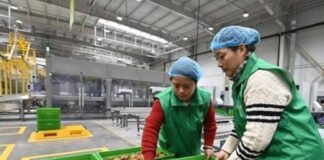 China | Agricultura inteligente impulsa actualización industrial del kiwi en China China | Agricultura inteligente impulsa actualización industrial del kiwi en China