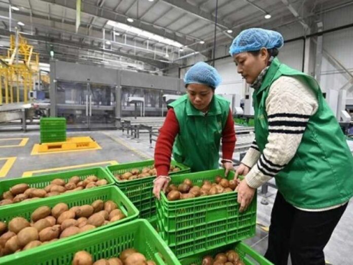 China | Agricultura inteligente impulsa actualización industrial del kiwi en China